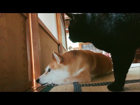 向こうが気になるしパパを寝かしつけなきゃだし Dog & cat interested on the other side