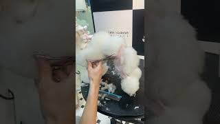 Poodle Continental Clip Shaving and Trimming of Rosette Demonstration by Animal Arts Academy