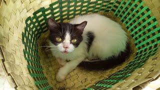 Little cat found a comfortable place to relax by Cats Feed Journey 94 views 2 days ago 32 seconds