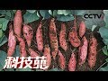 《科技苑》红薯变身引发的财富 20180813 | CCTV农业