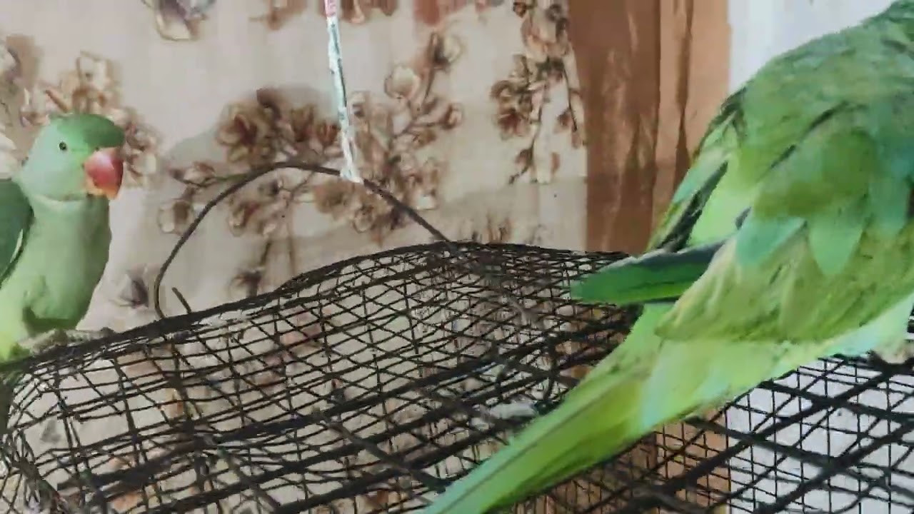 #Mitthu🌹🦜🦜🦜🦜 #main#Mitthu #Mitthu Mitthu# viral video#🙏🙏🌺🦜🦜🦜🌺🙏🙏