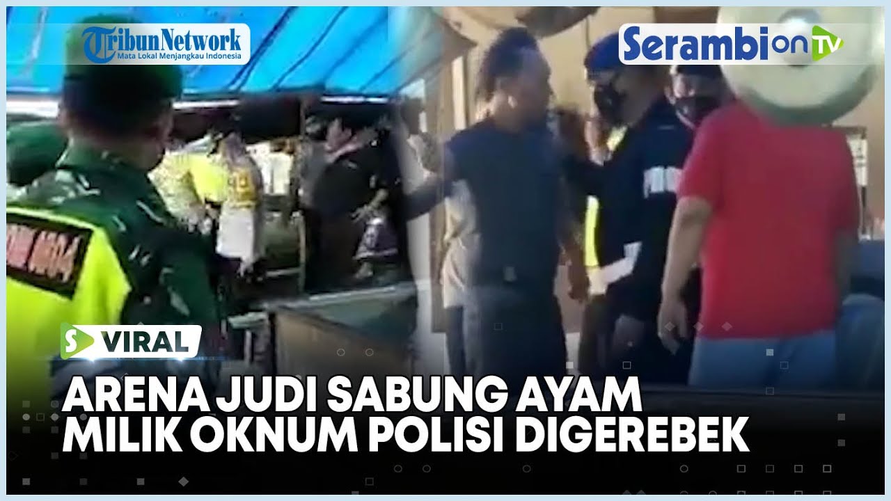 Viral Arena Judi Sabung Ayam Milik Oknum Polisi Digerebek