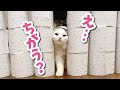 トイレットペーパーチャレンジをする猫【おしゃべりする猫】