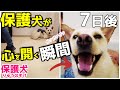 保護犬の心が７日間で開く瞬間「ぼくにもママがいたんだよ・・」感動！号泣のキセキ