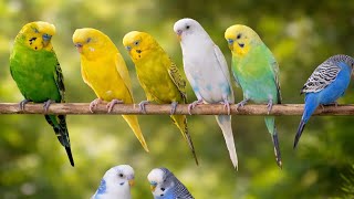 Mango & Chutney 🐦 Soft Bird Voices | Relaxing Budgie Sounds screenshot 1