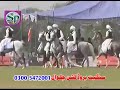 Oriental horses of pakistan fakhr e iqbal