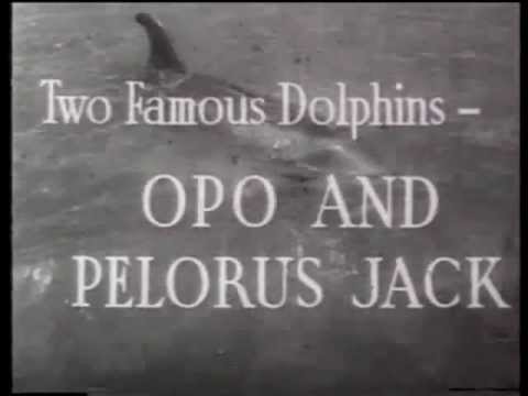 OPO AND PELORUS JACK NEW ZEALAND 1912 &1956
