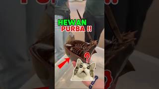 Apakah Ini Alien 😱 #viral#horseshoecrab#animals