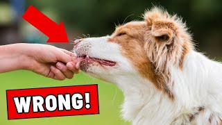 Most Dog Owners Make AT LEAST ONE of These 12 Mistakes