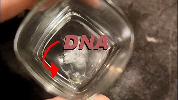 How to extract your own DNA!