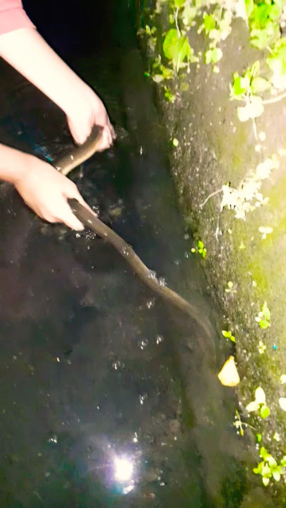 I never thought I would catch a ghost eel in the gutter #eel #youtubehome #videoshorts