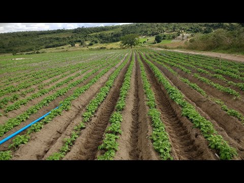 Vídeo: Cultiu De Patates A Partir De Llavors: Tecnologia Agrícola