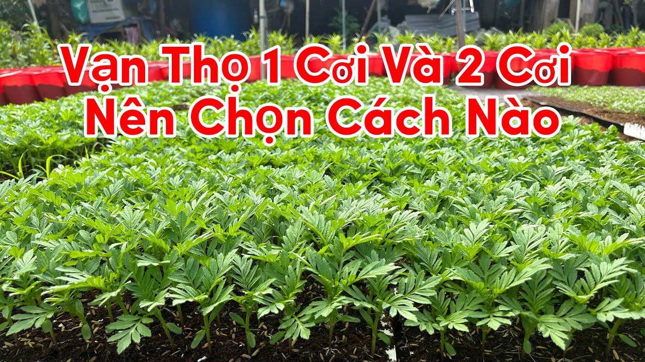 Vạn Thọ 1 Cơi Và 2 Cơi Là Như Thế Nào , Nên Chọn 1 Cơi Hay 2 Cơi | Hoa Tết 2026