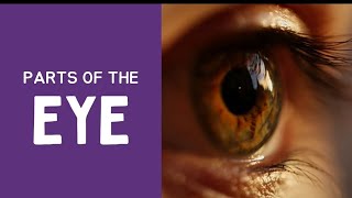 Parts of the eye 👀 Clearly explained 💡| #Gk | @Motivate_u_365   #eyes #Partsofeye