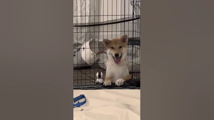 Coming home to my shiba inu puppy