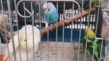 vue video cache filtered spliced 5