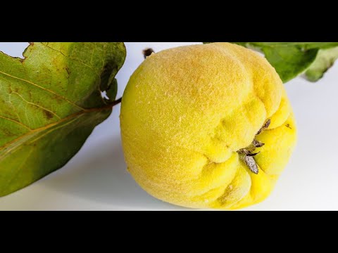 კომშის უნიკალური თვისებები! (ბრონქიტისა და სხვა დაავადებების დროს