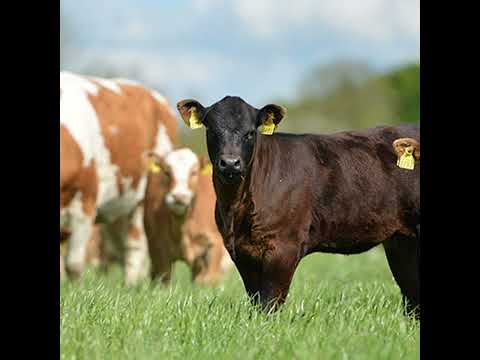 Beef markets and budgets with David Argue - video from Teagasc