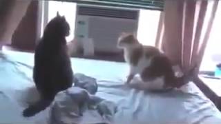 This Is SPARTA Cats version