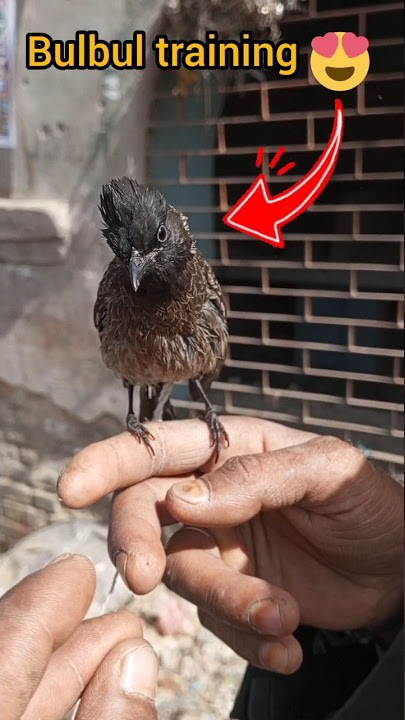 bulbul training birds 😍 #shorts #bulbul #traning #birds #youtubeshorts