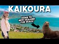 Kaikura mustdos seals dolphins  orcas  new zealand travel guide 2024   cj explores