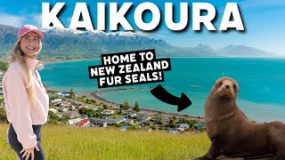 Kaikōura MustDos: Seals, Dolphins, & Orcas  New Zealand Travel Guide 2024  | CJ Explores