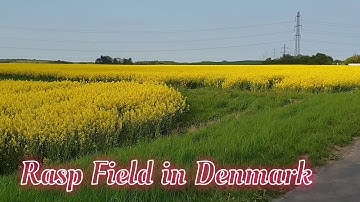 Raps  Field in Denmark