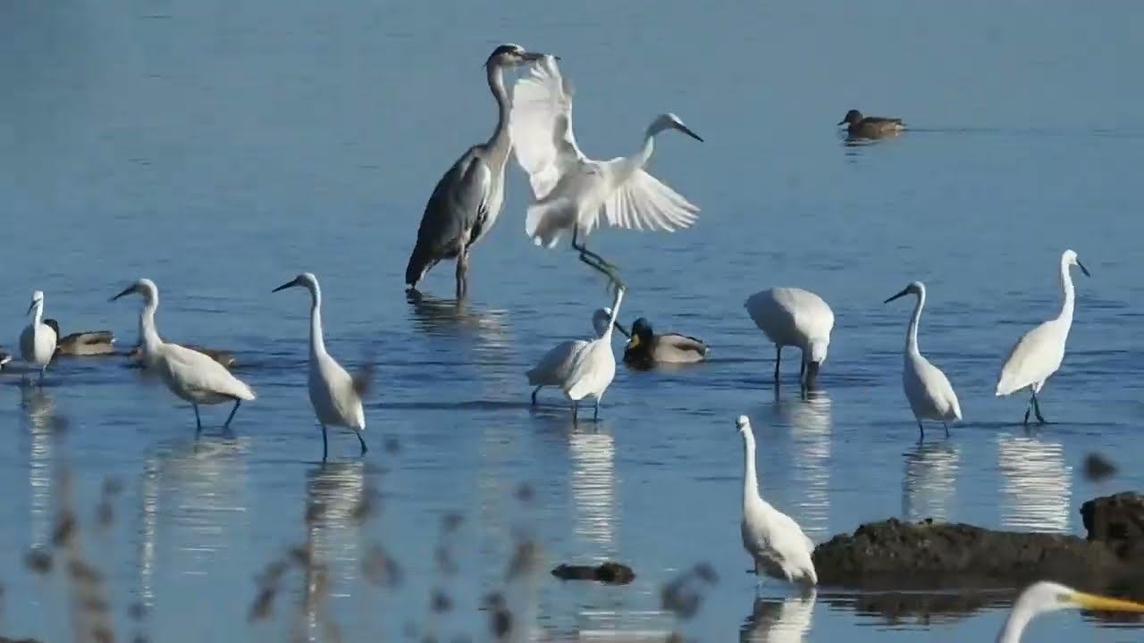 uccelli acquatici in mangianza comune