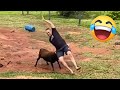 TENTE NÃO RIR 😂😁 Compilado De Momentos Engraçados Virais Da Internet 2025 #28