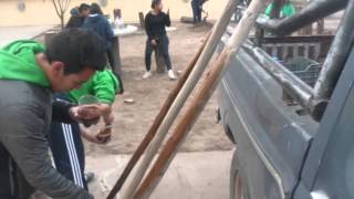 MEJORANDO LO NUESTRO - GUANACO MUERTO - 2015