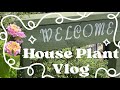 How To Grow Indoor House Plants: A Plant Vlog