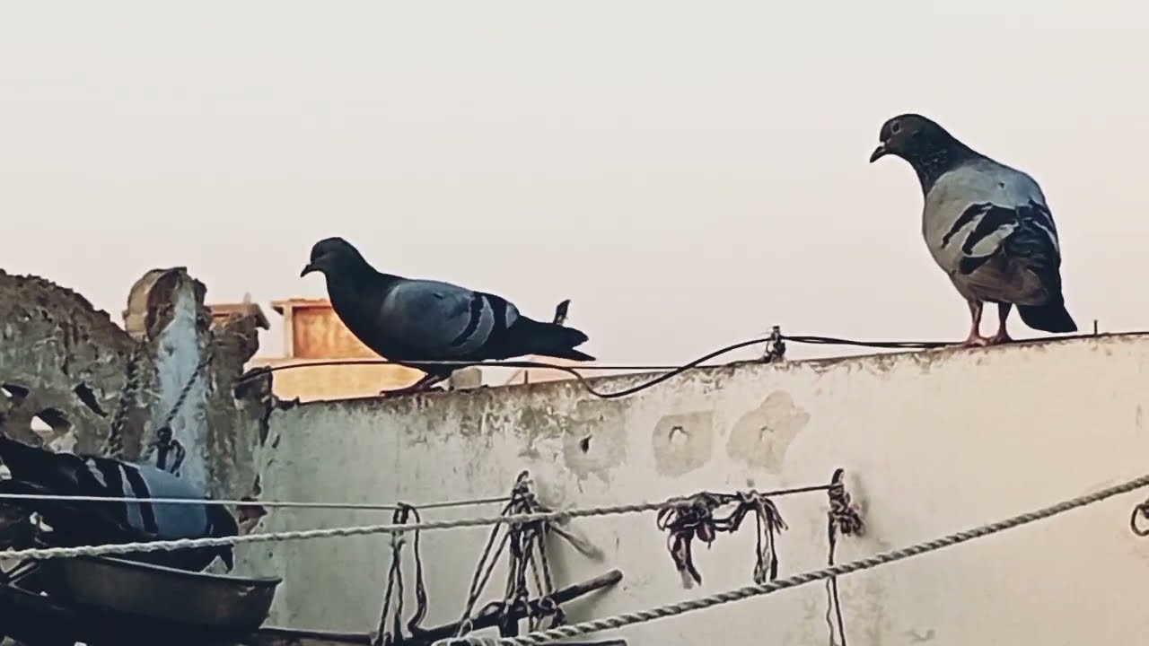 New Series. S1 E43. Birds 🐦 activity on our roof top Sunday 22.02.2026.