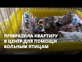 Девушка превратила квартиру в центр для помощи больным птицам