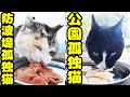 公園で孤独に生きるハイソックス猫と防波堤で孤独に生きるチャトランママにご飯をあげると・・・さくらねこへのエサやり【視聴だけでも猫を助けることになります】支援者様 視聴者様 猫たちに神のご加護を!