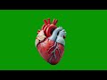 4K Human Heart Beating Animation Green Screen Free No Copyright