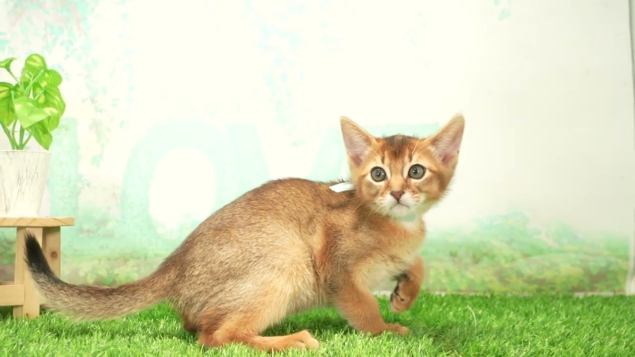アビシニアンページ★ マルワンのアビシニアン一覧 | ペットショップ マルワン 小さめ子犬