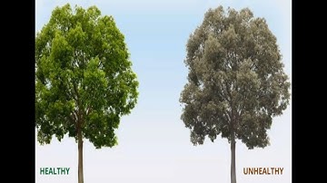 NDVI - Normalized Difference Vegetation Index (QGIS)