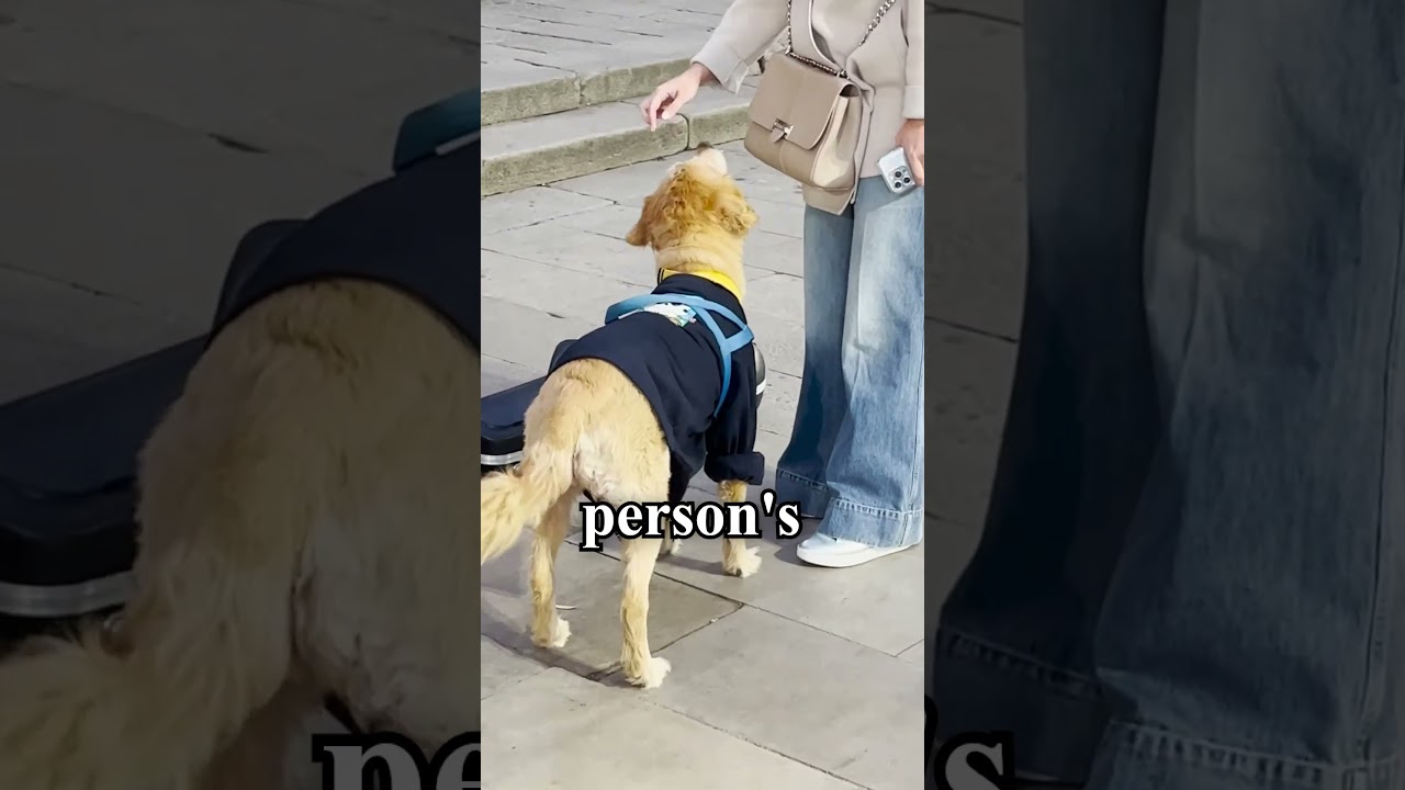 Why Do Dogs Sniff Everything?