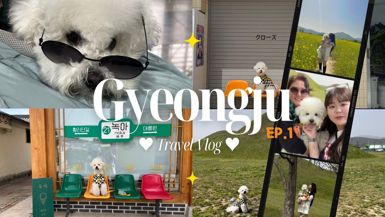 강아지 경주 여행 vlog ::  핫플만 골라간 여행 EP.1 | 반려견 동반 여행 | 황리단길 | ktx 여행 | 뚜벅이 여행 | 브이로그 | 카페투어 | 애견동반 숙소