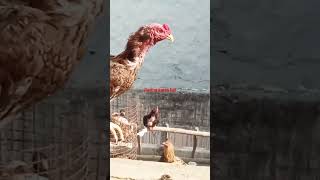 aseel#short video#viral