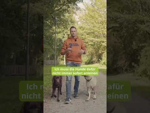Video: Ein Tag im Leben eines Hundetrainers zu den Sternen