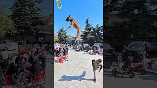 Flying Dog Champ Is Back, Dog Jump On Wall ,Cute Pet Debut Plan,Oh My God,It Smells Good