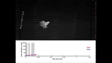 How Lovebirds Maneuver Rapidly Using Super-Fast Head Saccades and Image Feature Stabilization