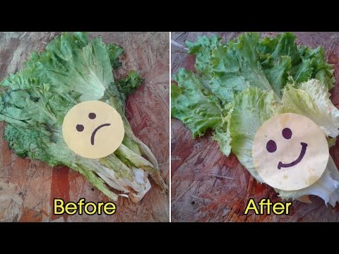 How To Make Tender Lettuce Refreshing & Crisp - Daily Kitchen Hack