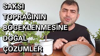 Böceklenmeye Son Resimi