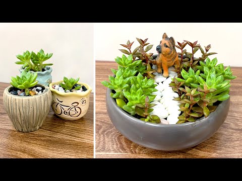 Video: Echeveria ширелүү өсүмдүктөр – Аргентиналык Echeveria өсүмдүктөрүнө кам көрүү жөнүндө билип алыңыз