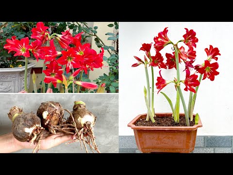 Video: How To Deadhead A Canna Lily - Պետք է Canna Lilies Be Deadheaded