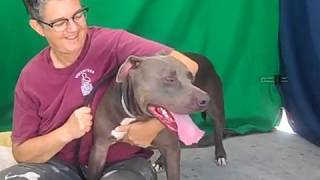 A5091975 Papas Pit Bull