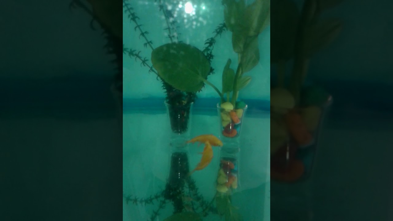 rosy barb breeding/rosy barb tank mates/all about rosy barb/viral fish video 