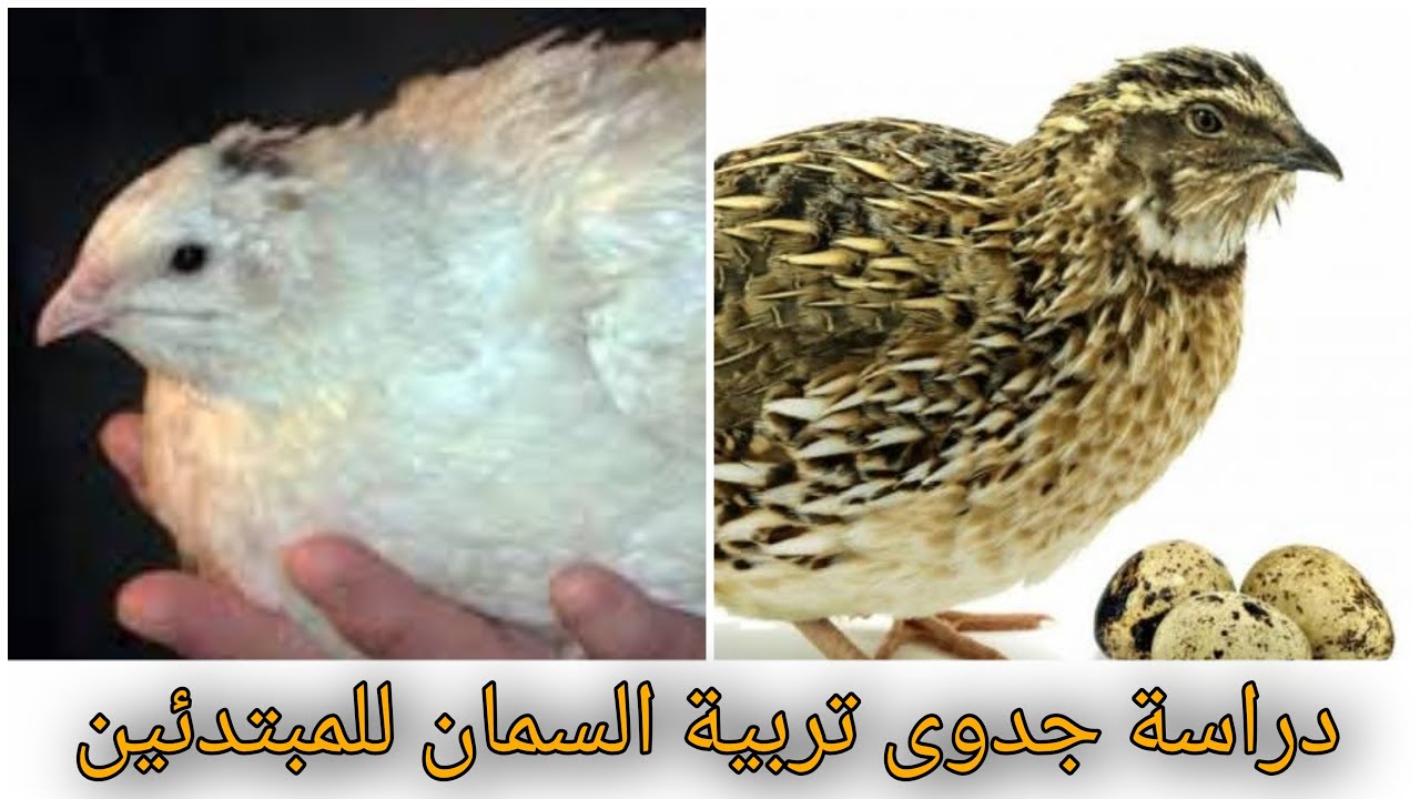 تربية السمان للمبتدئين فيديو مرجعي مهم جدا.